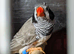 Black cheek split black breasted cock
