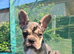 3 French Bulldog puppies left