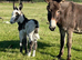 Donkey Mare Emerry And Her gorgeous Foal" Brown Mare Companion Horse