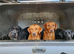 Beautiful fox red Labrador pups