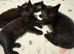 Black bengal cross kittens