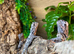 Indonesian Frilled Dragons at Birmingham Reptiles