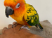 Super tame baby sun conure