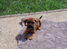 CHIHUAHUA/BORDER TERRIER MIX FEMALE