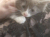 Beautiful grey kittens