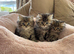 Pure Persian kittens