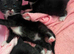 5 tuxedo kittens