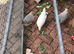 Pekin Bantam and Cream Legbars