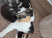 Cute persian kittens  ️