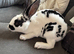 Two stunning mini Rex sisters