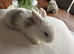 Small Bunnies for sale