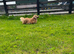 cream Dachshund