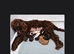 Chocolate cavapoos