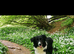 Gorgeous collie pups for sale