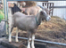 Stunnning Entire Billy Toggenburg Goat Kid - Father Pedigree