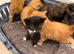 5 beautiful kittens