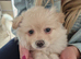 MALTAPOO