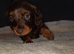 Longhaired Dachshund Puppy