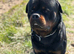 Champion KC registered puppies