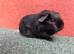 Baby sow guinea pigs