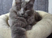 Beautiful gccf pet registered maine coon babies