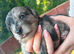 Beautiful multipoo/terrier puppies