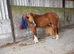 14.1hh welsh d mare