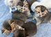 Pure Breed Scotish Straight/Fold Kittens. Delivery available.