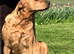 Fox red labradors