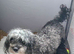 Stunning miniature Maltipoo Puppies