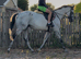 Full up 16.1 grey thoroughbred mare