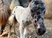 2026 stunning spotty filly