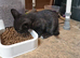 Beautiful Black Siamese-Type Cross Kittens – Ready Now