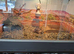 Female tortoise