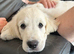 Kc golden retriever