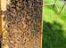 6 Frame Overwintered Langstroth Nuc of Bees 2027 Spring
