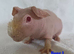 Beautiful skinny pig baby boars