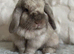 Pair of Bonded neutered female mini lops &pound;100