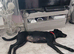 Doberman cross ladador