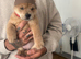 Chow pups ready now papers to hand !!