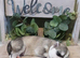 Pure breed siberian husky puppys