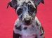 Jack Russell puppies