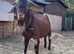 Boer billy 2 years old