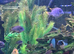 Cichlids mbuna x10