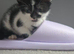 Need home for cat and babies