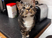 7 month female cat