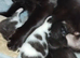 Kittens for sale