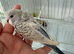 Beautiful Hand Tame Texas Clearbody Frillback Hen Budgie Ready Soon