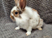 Lionhead Bunnies