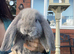 Giant French lops